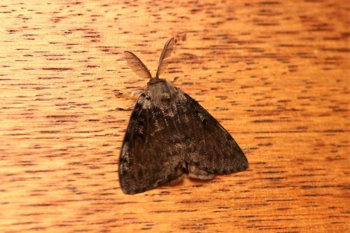 Lymantria dispar